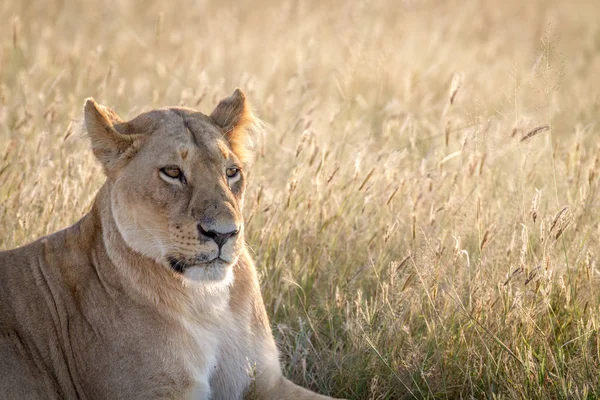 Close up van een vrouwelijke Leeuw in Chobe. — Stockfoto