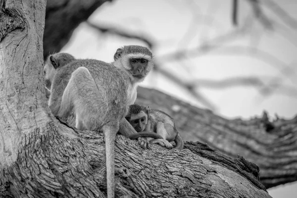 Famille des singes Vervet assis dans un arbre . — Photo