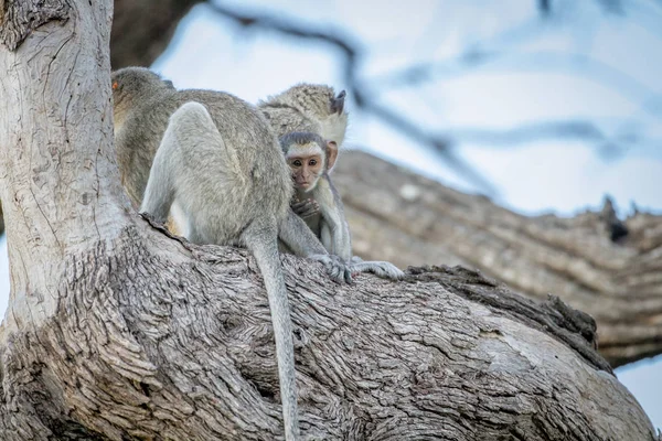 Affenfamilie sitzt in einem Baum. — Stockfoto