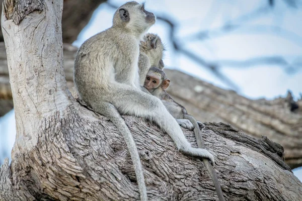 Affenfamilie sitzt in einem Baum. — Stockfoto