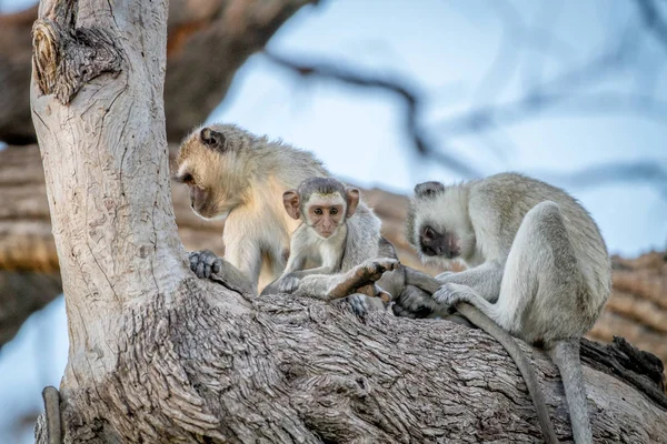 Affenfamilie sitzt in einem Baum. — Stockfoto