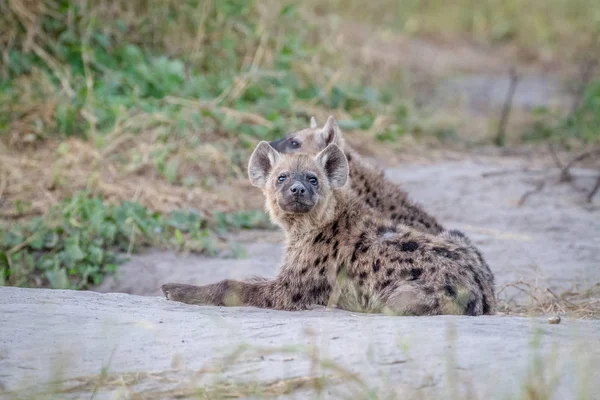Young gevlekte hyena acteurs op de camera. — Stockfoto