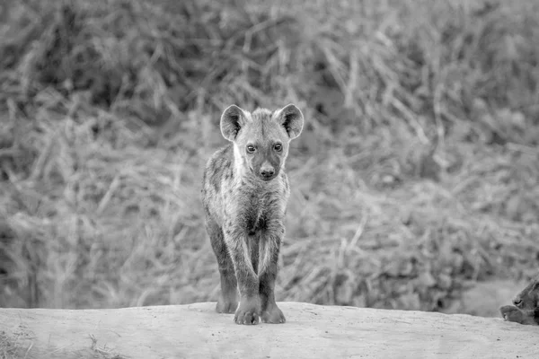 Młody Spotted hiena wystąpili na kamery. — Zdjęcie stockowe