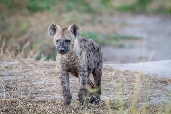 Joven hiena manchada protagonizada por la cámara . — Foto de Stock