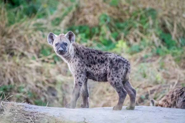 Young Spotted hyena starring at the camera.