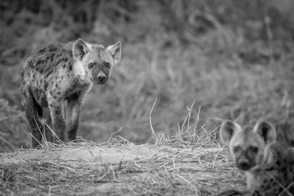 Ung Fläckig hyena huvudrollen på kameran. — Stockfoto