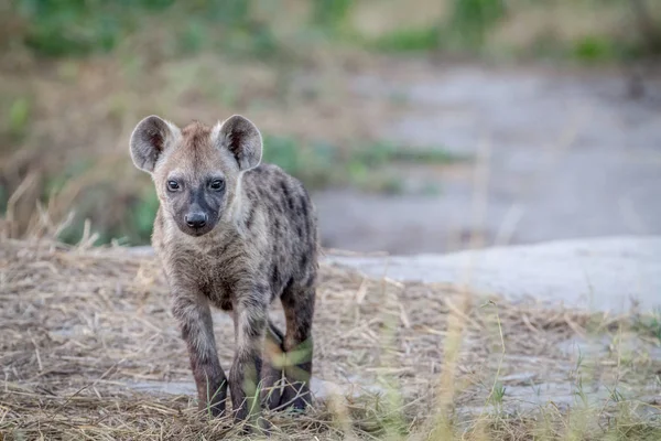 Young Spotted hyena starring at the camera. — Stock Photo, Image