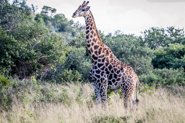 Giraffa in piedi nell'erba . — Foto Stock