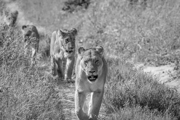 Kameranın doğru yürüyüş aslanlar.