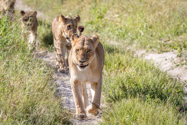 Kameranın doğru yürüyüş aslanlar.