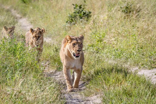 Lions walking towards the camera.