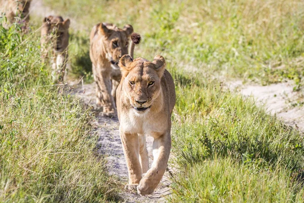 Leeuwen lopen naar de camera. — Stockfoto