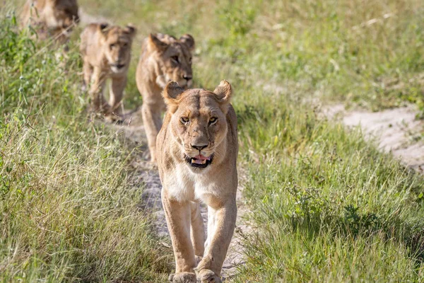 Leeuwen lopen naar de camera. — Stockfoto