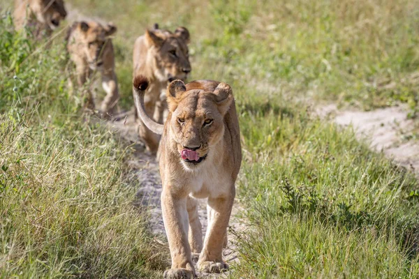 Kameranın doğru yürüyüş aslanlar.