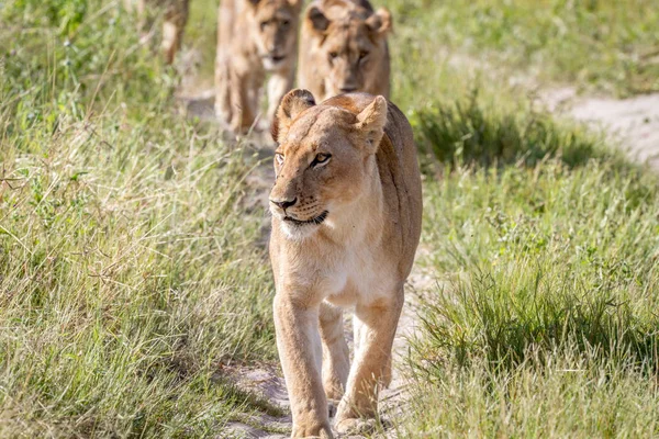 Leeuwen lopen naar de camera. — Stockfoto