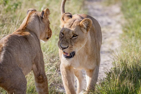 Two Lions having a little argument.