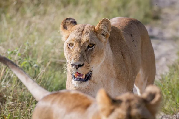 León caminando hacia la cámara . — Foto de Stock