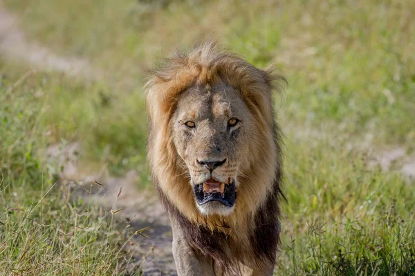 Big male Lion walking towards the camera. — Stock Photo, Image