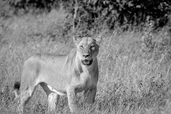 Female Lion standing in the grass. — Stock Photo, Image