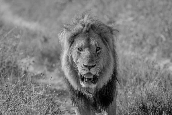 Leão macho grande caminhando em direção à câmera . — Fotografia de Stock