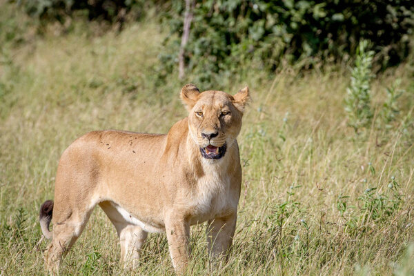 Female Lion standing in the grass.