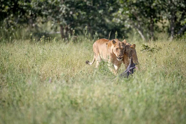 Dois Leões se unindo na grama . — Fotografia de Stock