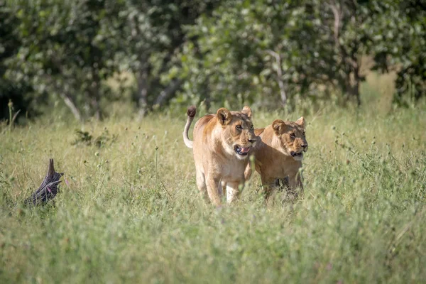 Due leoni che si legano nell'erba . — Foto Stock