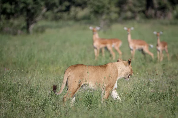 사자 Impalas의 무리 앞에 걸어. — 스톡 사진