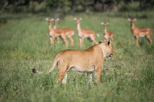 Lion promenader framför en besättning med impalor. — Stockfoto