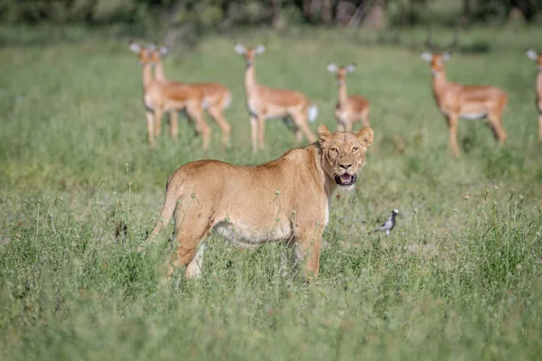 Leone che cammina davanti a una mandria di Impalas . — Foto Stock