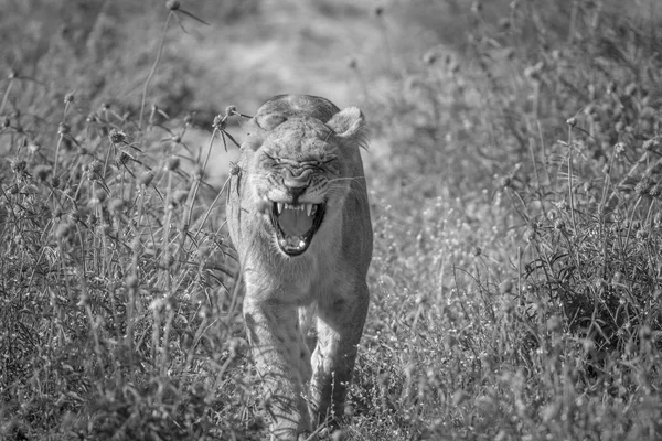Лев идет к камере . — стоковое фото