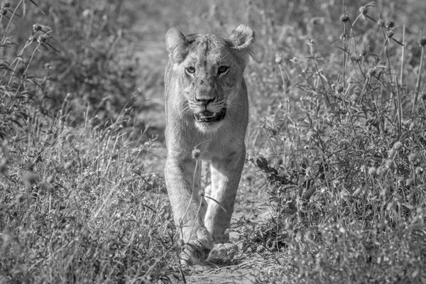 Kameranın doğru yürüyüş aslan.