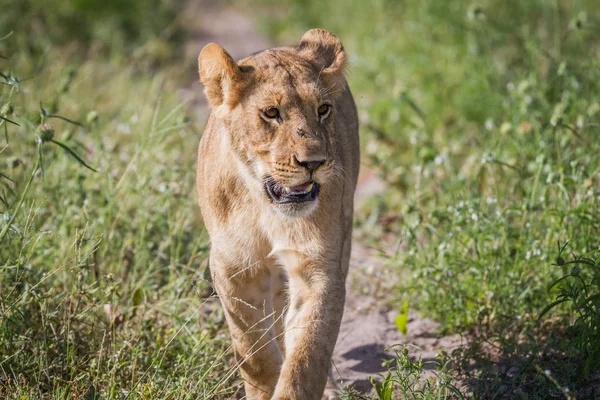Kameranın doğru yürüyüş aslan.