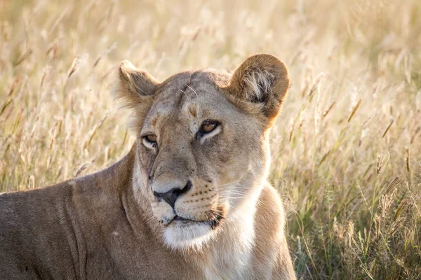 Close up of a female Lion in Chobe. Stock Picture