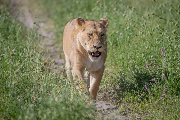 Kameranın doğru yürüyüş aslan.