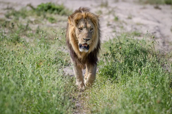 Kameranın doğru yürürken büyük erkek aslan.