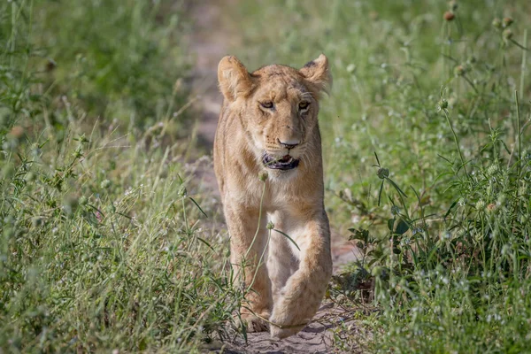 Kameranın doğru yürüyüş aslan.