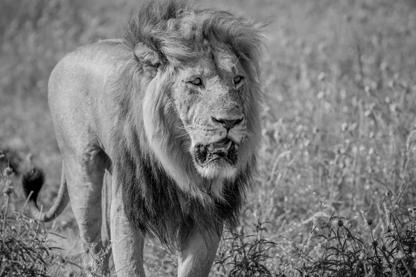 Leão macho grande caminhando em direção à câmera . — Fotografia de Stock