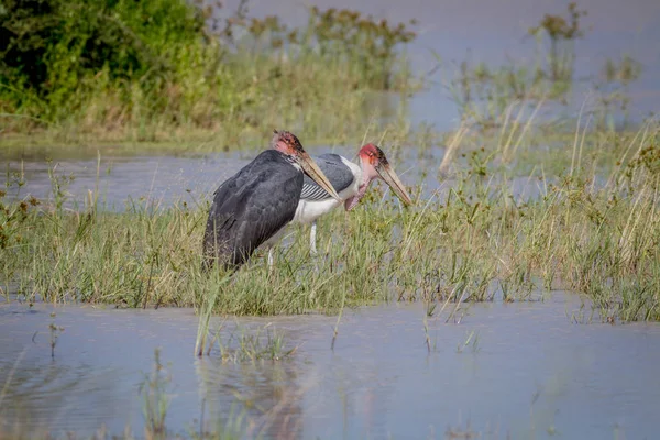 Marabou-Störche stehen am Wasser. — Stockfoto