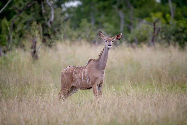 Female Kudu standing in the grass. — Stock Photo, Image