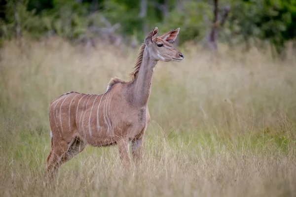 Mujer Kudu de pie en la hierba . —  Fotos de Stock