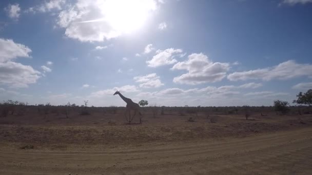 Giraffe im Busch. — Stockvideo