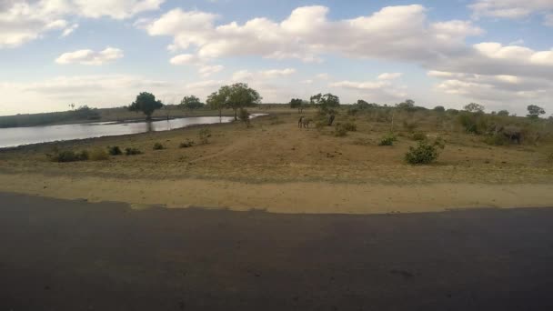 Les éléphants dans le Kruger .