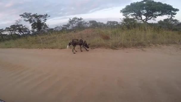 Африканские дикие собаки рядом с дорогой . — стоковое видео