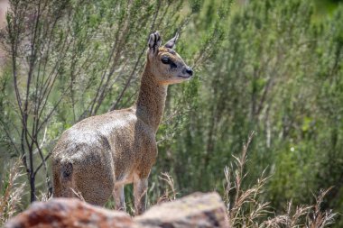 kayaların üzerinde duran Killspringer.