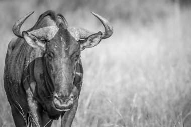 Mavi wildebeest kameraya yıldızı.