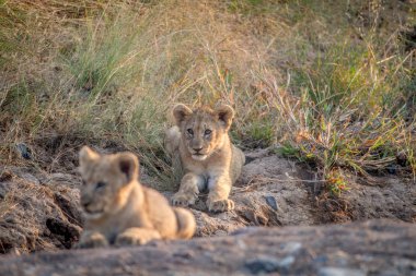 İki aslan yavrularını kuru nehir yatağı içinde döşeme.