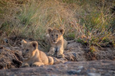 İki aslan yavrularını kuru nehir yatağı içinde döşeme.