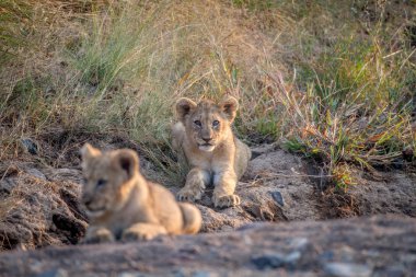 İki aslan yavrularını kuru nehir yatağı içinde döşeme.