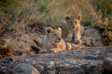 İki aslan yavrularını kuru nehir yatağı içinde döşeme.